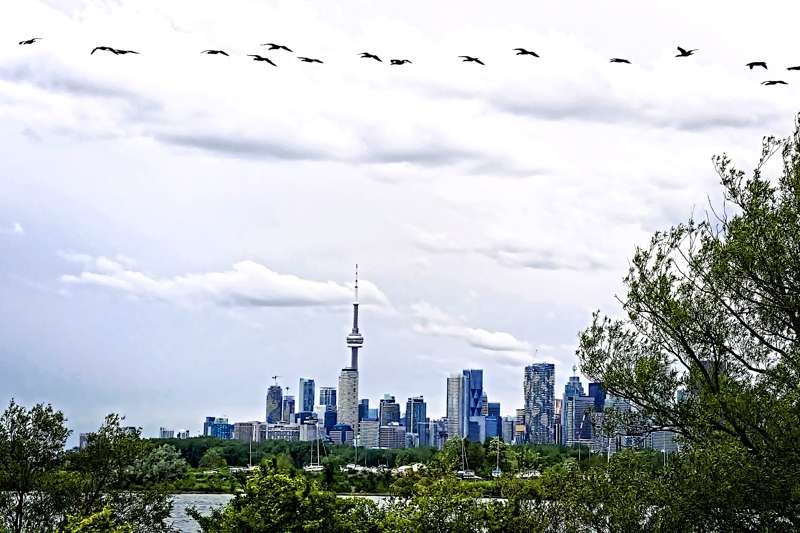 CN and the Skyline- 00
